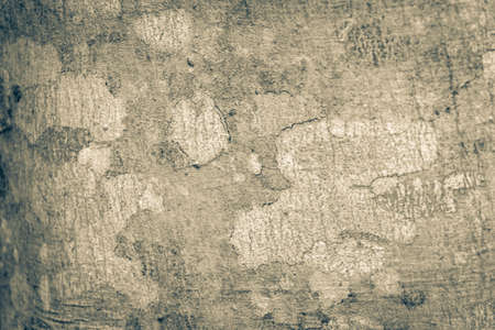 Old black and white picture of a tropical tree bark texture with moss and lichen at the ancient...