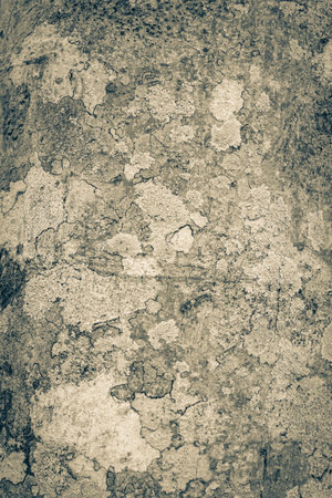 Old black and white picture of a tropical tree bark texture with moss and lichen at the ancient...