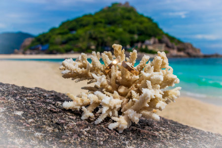 Wedding rings on coral on the beach. Honeymoon on Koh Nang Yuan Thailand.の写真素材