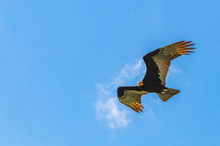 Tropical Black Turkey Vulture Cathartes aura aura flies lonely with blue cloudy sky background in...