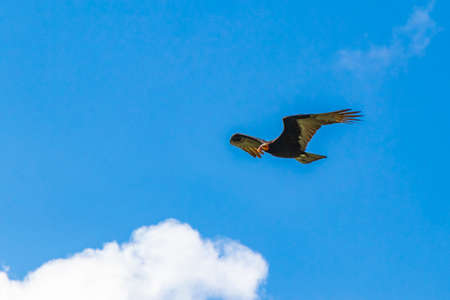 Tropical Black Turkey Vulture Cathartes aura aura flies lonely with blue cloudy sky background in...