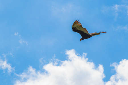 Tropical Black Turkey Vulture Cathartes aura aura flies lonely with blue cloudy sky background in...