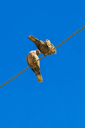 Pigeons dove birds sit on power line in Playa del Carmen Quintana Roo Mexico.の写真素材