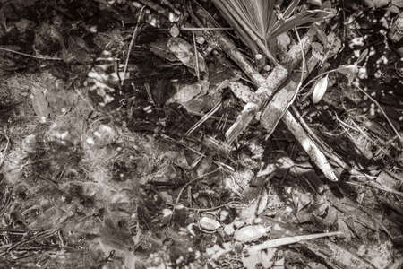 Black and white texture of a tropical natural jungle forest plants palm trees foliage mucus slime...