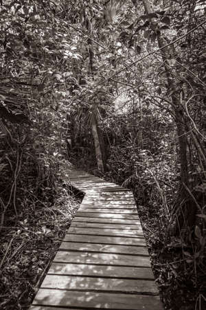 Old black and white picture of tropical natural jungle forest plants palm trees and wooden walking trails and bridge at the Sian Ka'an National Park in Muyil Chunyaxche Quintana Roo Mexico.の写真素材