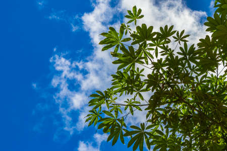 Tropical mexican jungle plants trees and natural forest panorama view in Playa del Carmen Mexico.の写真素材
