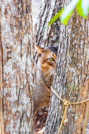 Beautiful cute cat with green eyes in the tropical mexican jungle natural forest at Santuario de los guerreros in Puerto Aventuras Quintana Roo Mexico.の写真素材