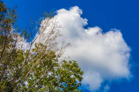 Tropical mexican jungle plants trees and natural forest panorama view in Puerto Aventuras Mexico.