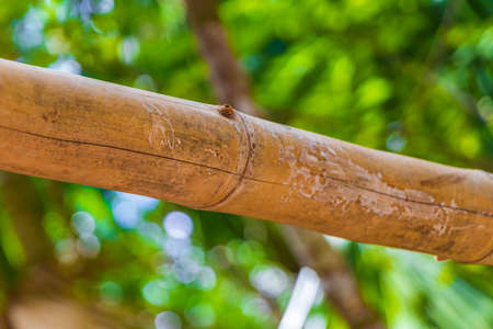 Tropical mexican jungle plants bamboo trees and natural forest panorama view and walking path in...