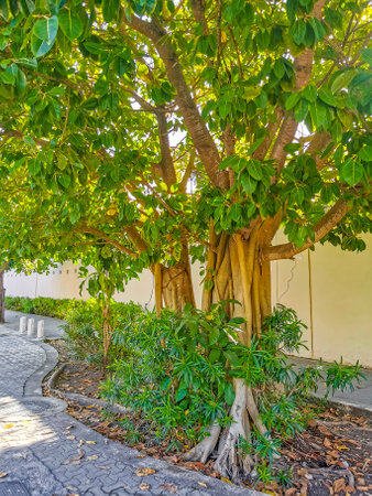 Big huge tropical tree in natural pedestrian walkways of Playa del Carmen in Mexico.