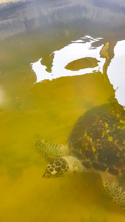 Green sea turtle hawksbill sea turtle loggerhead sea turtle swims in pool in Turtle breeding station conservation center in Bentota Sri Lanka.の写真素材
