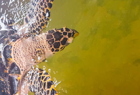 Green sea turtle hawksbill sea turtle loggerhead sea turtle swims in pool in Turtle breeding station...