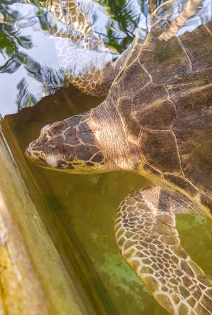 Green sea turtle hawksbill sea turtle loggerhead sea turtle swims in pool in Turtle breeding station conservation center in Bentota Sri Lanka.の写真素材
