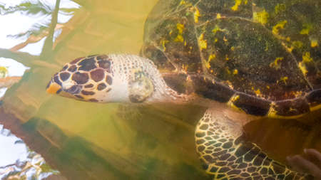 Green sea turtle hawksbill sea turtle loggerhead sea turtle swims in pool in Turtle breeding station...
