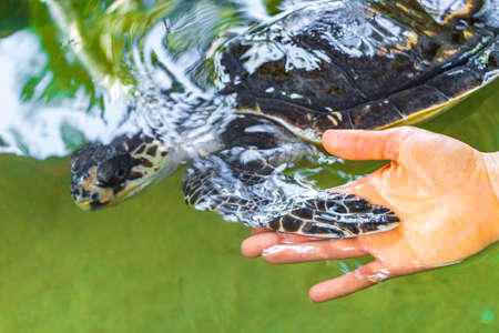 Green sea turtle hawksbill sea turtle loggerhead sea turtle swims in pool in Turtle breeding station...