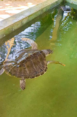 Green sea turtle hawksbill sea turtle loggerhead sea turtle swims in pool in Turtle breeding station...