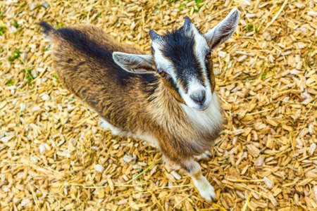 Young cute small goat looking in the camera in goats farm on Wurmberg mountain in Braunlage Harz...