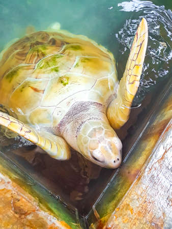 White albino sea turtle hawksbill sea turtle loggerhead sea turtle swims in pool in Turtle breeding station conservation center in Bentota Sri Lanka.の写真素材