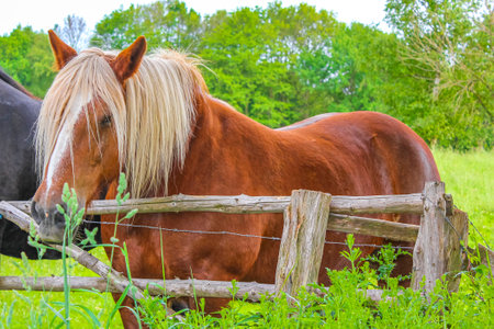 Majestic horses in north German agricultural field nature landscape panorama in Pipinsburg Geestland Lower Saxony Germany.の写真素材