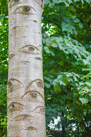 Natural beautiful panorama view with tree stem with eyes in the forest of Hemmoor Hechthausen in...