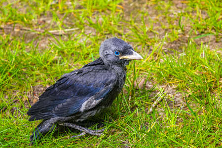 Young black crow jackdaw Corvus monedula with blue eyes sitting in green grass and on a green...