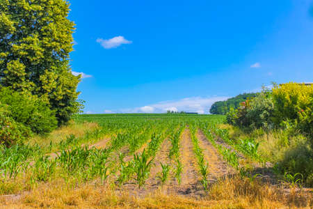 North German agricultural field forest and nature landscape panorama in Hemmoor Hechthausen Cuxhaven...
