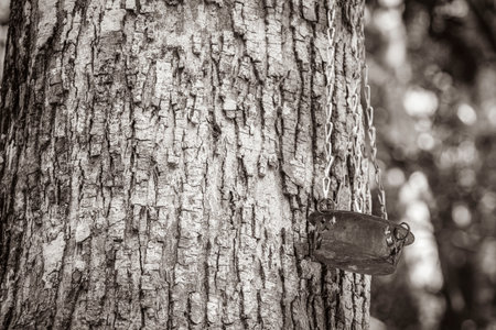 Black and white picture Bird feeder feeding bowl on tropical tree bark texture at Santuario de los guerreros in Puerto Aventuras Quintana Roo Mexico.の写真素材
