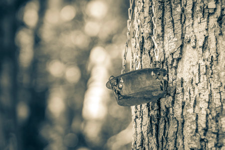 Black and white picture Bird feeder feeding bowl on tropical tree bark texture at Santuario de los guerreros in Puerto Aventuras Quintana Roo Mexico.の写真素材