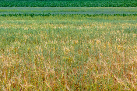 North German agricultural field forest and nature landscape panorama in Hemmoor Hechthausen Cuxhaven Lower Saxony Germany.の写真素材