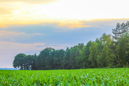 North German agricultural field forest and nature landscape panorama in Hemmoor Hechthausen Cuxhaven Lower Saxony Germany.の写真素材