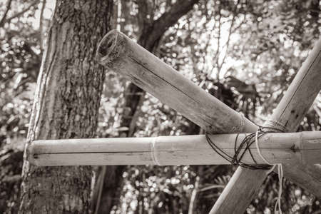 Old black and white picture of tropical mexican jungle plants bamboo trees and natural forest panorama view and walking path in Puerto Aventuras Mexico.の写真素材