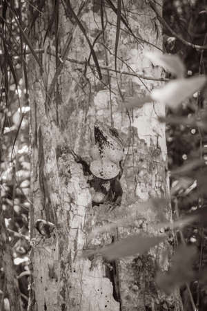 Old black and white picture of Mexican iguana is hanging and looking out of a tree nature in...