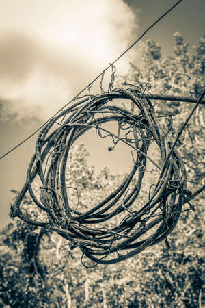 Old black and white picture of Wreath from wood sticks in jungle between plants trees and natural forest panorama view in Puerto Aventuras Mexico.の写真素材