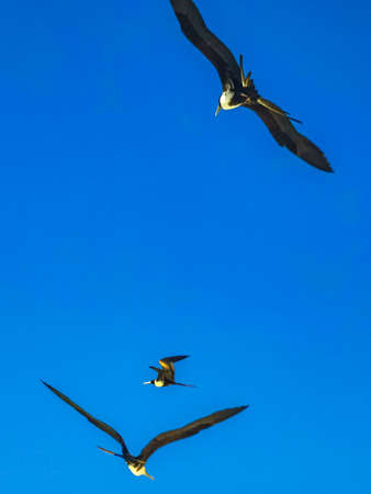 Fregat bird flock of birds are flying around with blue sky background above the beach on the beautiful island of Holbox in Quintana Roo Mexico.の写真素材