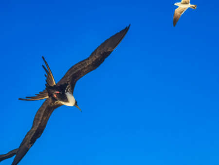 Fregat bird flock of birds are flying around with blue sky background above the beach on the beautiful island of Holbox in Quintana Roo Mexico.の写真素材