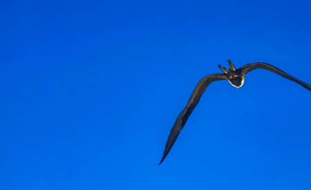 Fregat bird flock of birds are flying around with blue sky background above the beach on the beautiful island of Holbox in Quintana Roo Mexico.の写真素材