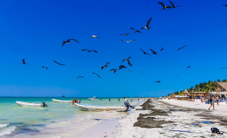 Holbox Mexico April 16, 2022 Fregat birds flock feeding on the beach on the beautiful island of...