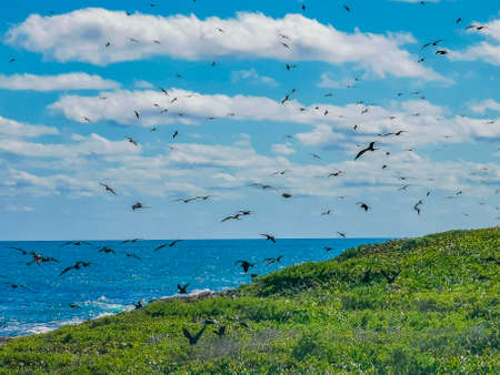 Fregat bird flock of birds are flying around with blue sky background above the natural tropical beach on the beautiful island of Contoy in Quintana Roo Mexico.の写真素材