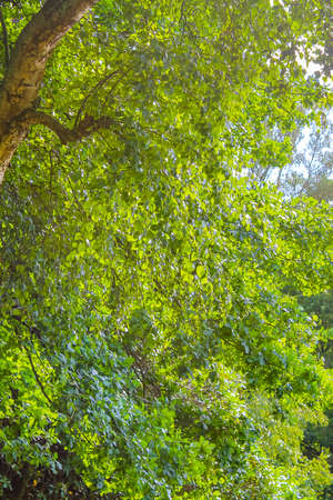 Natural beautiful panorama view with pathway and green plants trees in the forest of BÃ¼rgerpark...