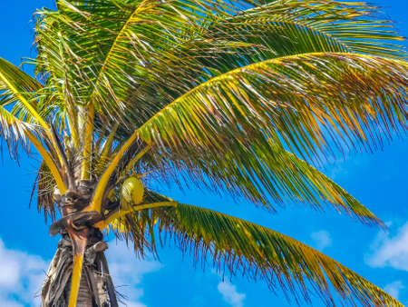 Tropical natural mexican palm tree with coconuts and blue sky background at Tulum ruins archeological site in Tulum Mexico.の写真素材