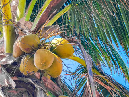 Tropical natural mexican palm tree with coconuts and blue sky background at Tulum ruins...