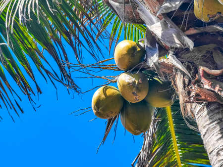 Tropical natural mexican palm tree with coconuts and blue sky background at Tulum ruins archeological site in Tulum Mexico.の写真素材