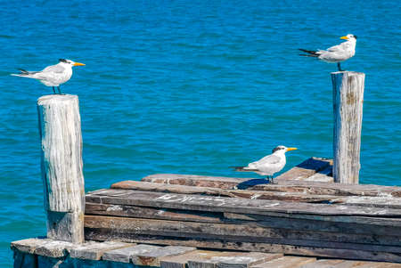 Seagull seagulls bird birds on port of the Isla Contoy island harbor with turquoise blue water in Quintana Roo Mexico.の写真素材