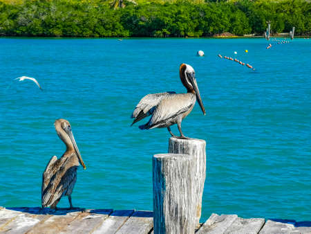 Pelicans pelican bird birds on port of the Isla Contoy island harbor with turquoise blue water in...