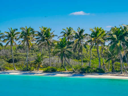 Amazing landscape panorama view with turquoise blue water palm trees blue sky and the natural tropical beach and the forest on the beautiful island of Contoy in Quintana Roo Mexico.の写真素材