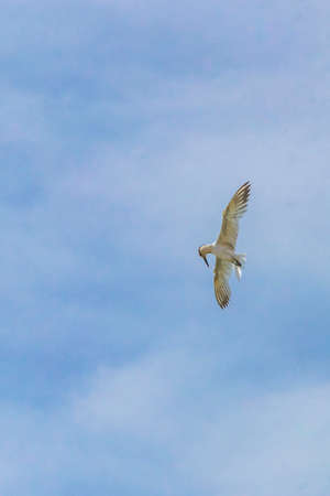 Flying seagull bird with blue sky background with clouds in Playa del Carmen Quintana Roo Mexico.