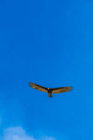 Tropical Black Turkey Vulture Cathartes aura aura flies lonely with blue cloudy sky background in...