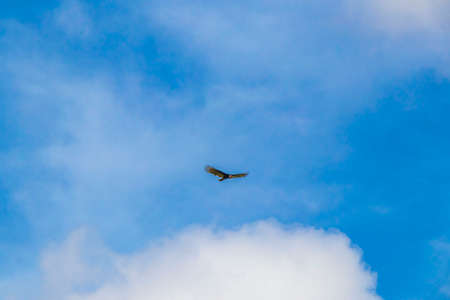 Tropical Black Turkey Vulture Cathartes aura aura flies lonely with blue cloudy sky background in...