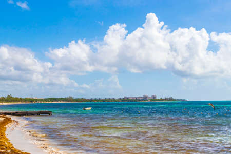 Tropical mexican beach landscape panorama with clear turquoise blue water and seaweed sargazo in Playa del Carmen Mexico.の写真素材