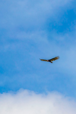 Tropical Black Turkey Vulture Cathartes aura aura flies lonely with blue cloudy sky background in...